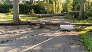 Fallen trees knocking down power lines in road 